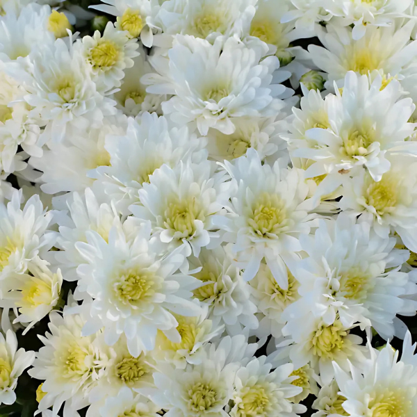 Mum chrysanthemum x morifolium 'Bertha White'
