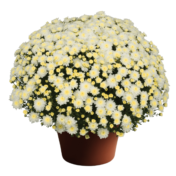 Mum chrysanthemum x morifolium 'Chelsey White'