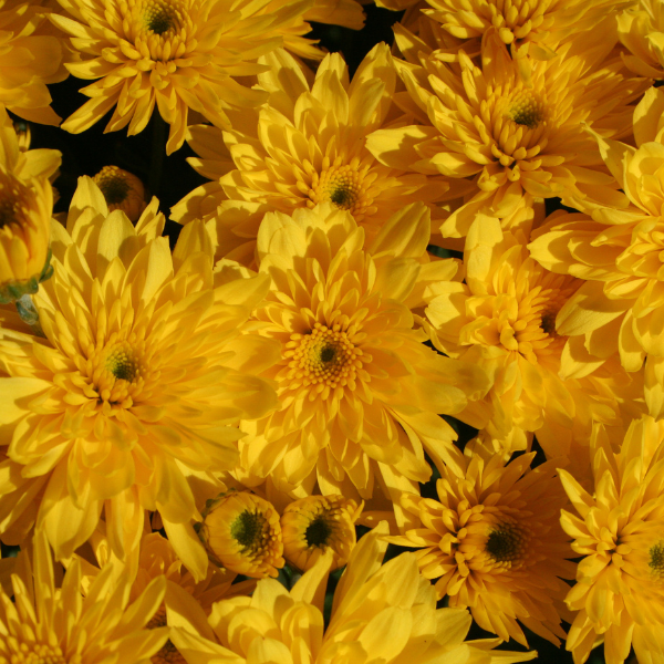 Mum chrysanthemum x morifolium 'Yolanda Yellow'