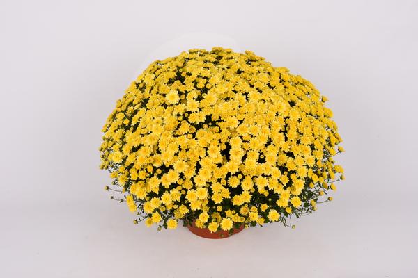 Mum chrysanthemum x morifolium 'Chelsey Yellow'