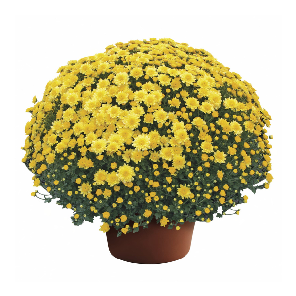 Mum chrysanthemum x morifolium 'Chelsey Yellow'