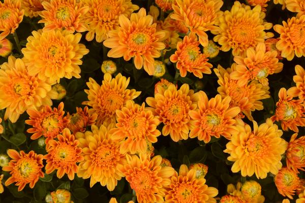 Mum chrysanthemum x morifolium 'Electra Amber Improved'