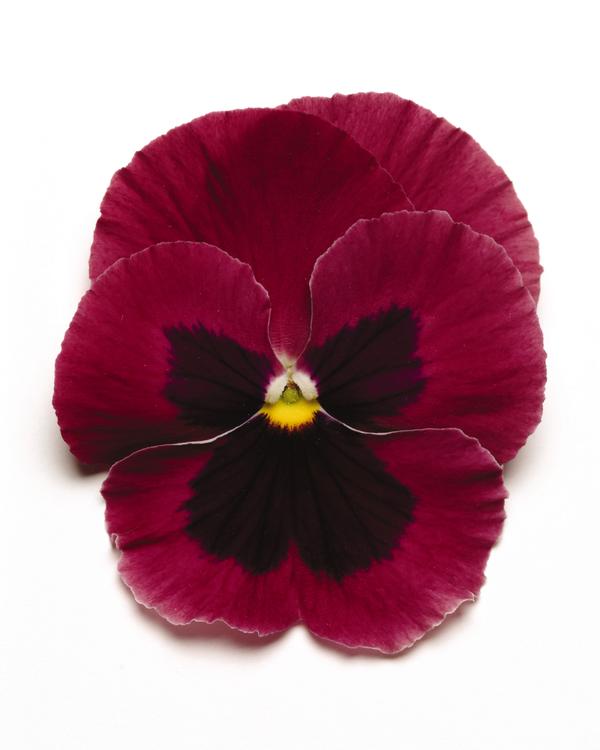 Pansy viola x wittrockiana 'Matrix Rose Blotch'