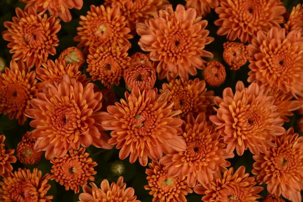 Mum chrysanthemum x morifolium 'Ursala Fancy Orange'