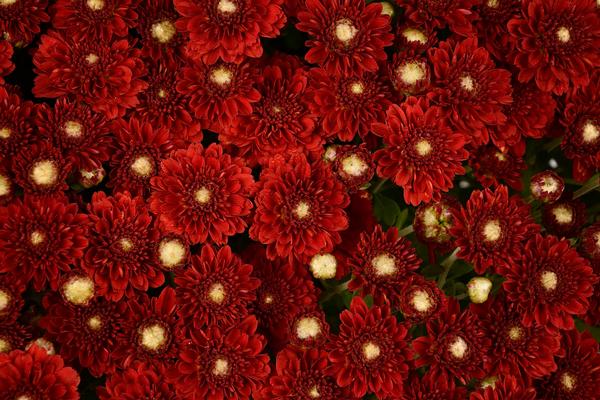 Mum chrysanthemum x morifolium 'Aideen Red Fire'