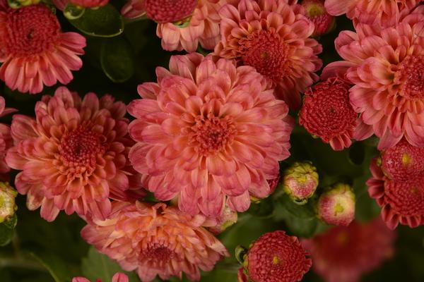 Mum chrysanthemum x morifolium