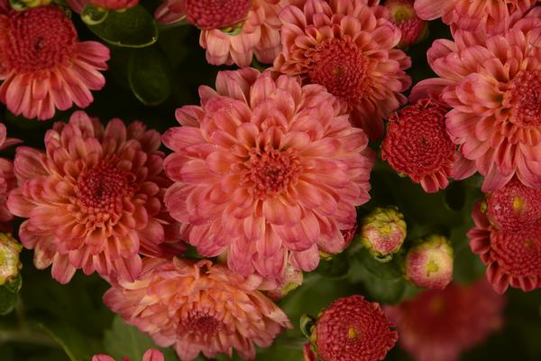 Mum chrysanthemum x morifolium 'Gigi Coral'