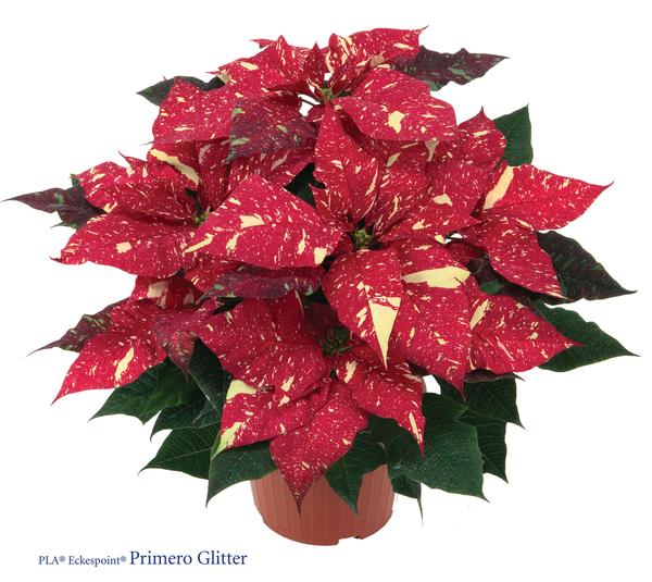 Poinsettia euphorbia pulcherrima 'Red Glitter'