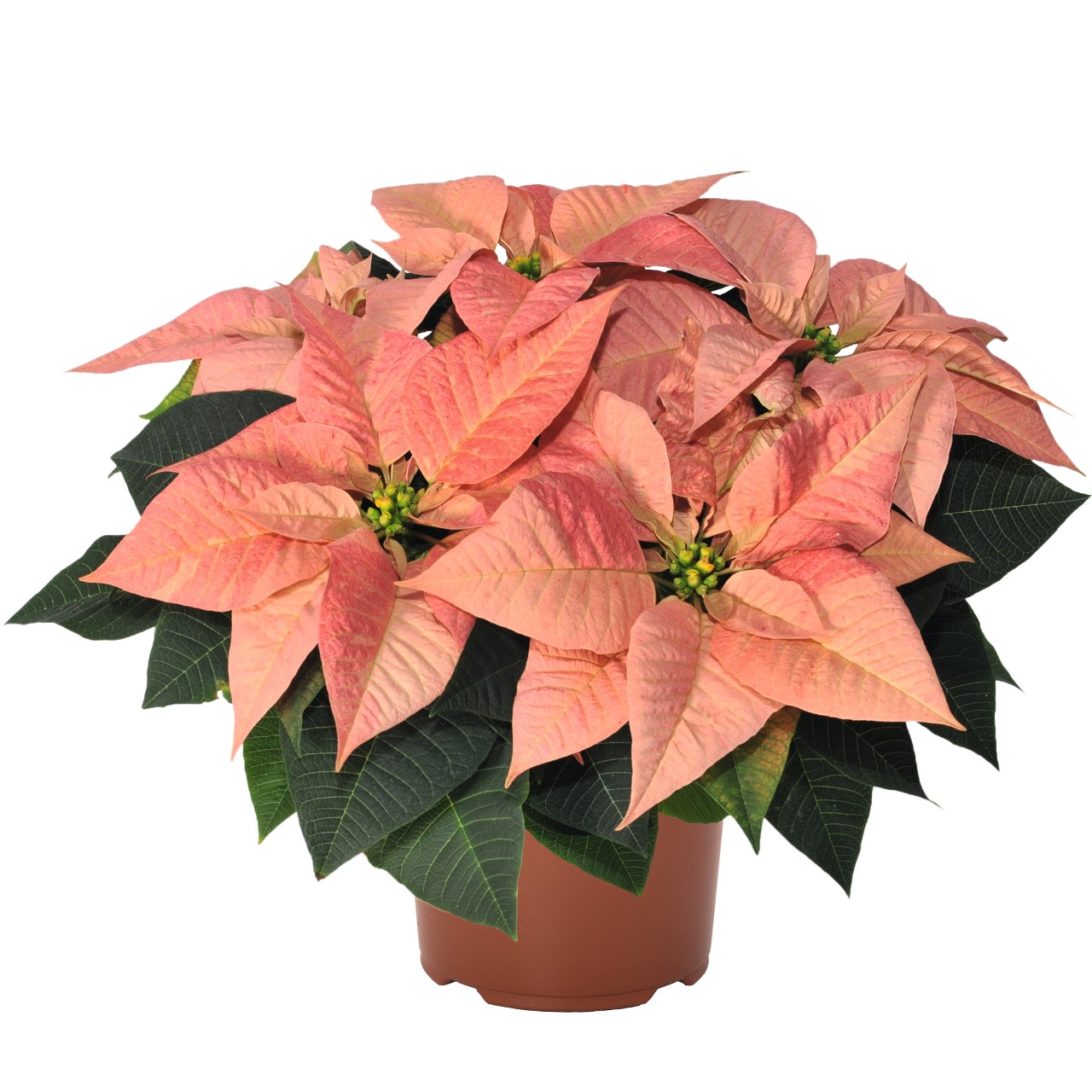 Poinsettia euphorbia pulcherrima 'Viking Cinnamon'