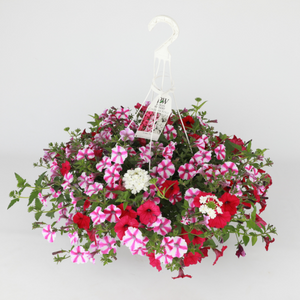 Spring Combo 'Combo #10'