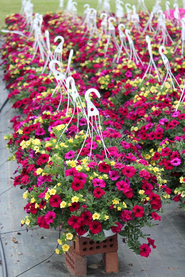 Spring Combo 'Combo #19'