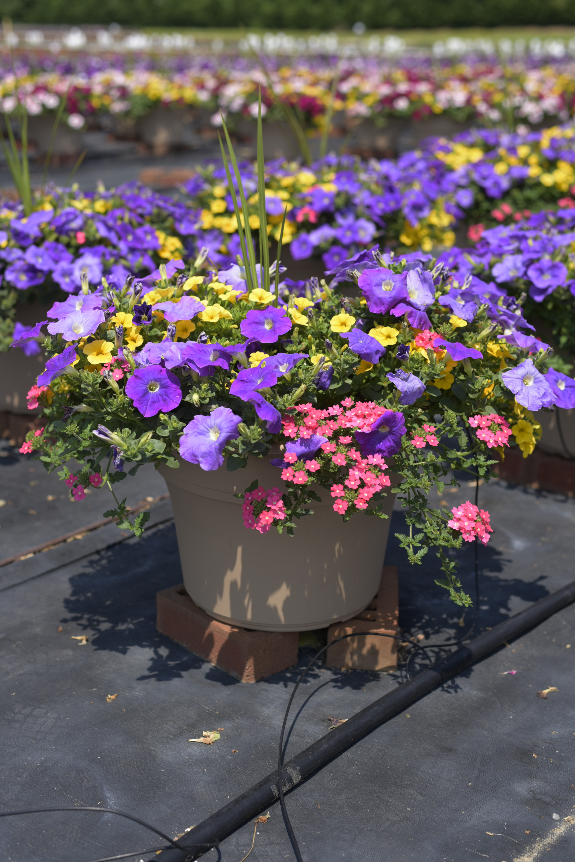 Spring Combo 'Combo #21'