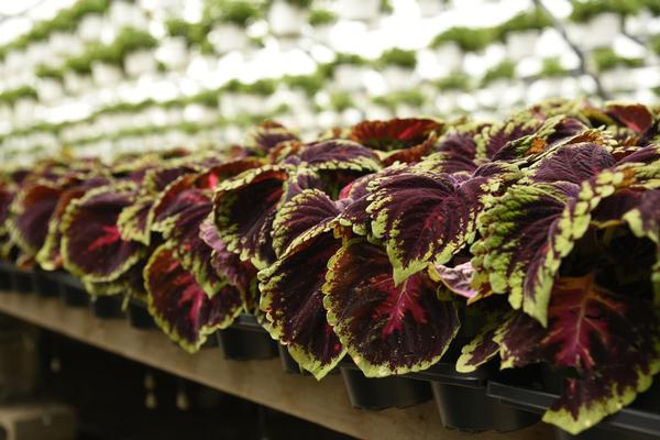 Coleus scutellarioides 'Kong Red'