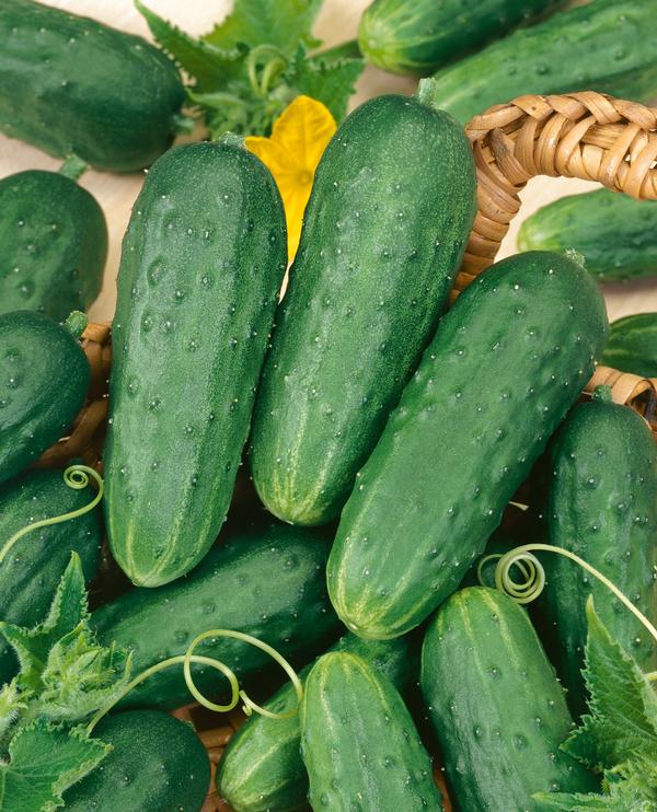 Burpee Cucumber