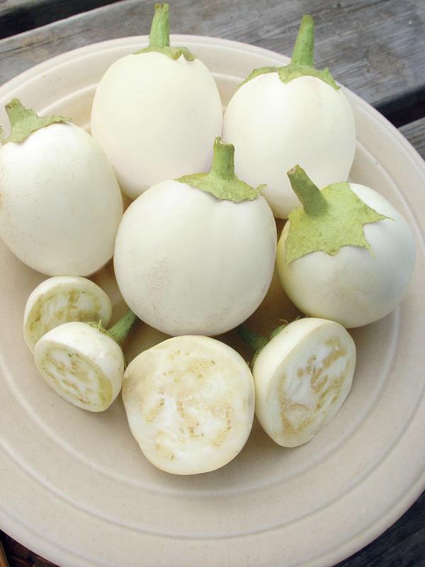 Burpee Eggplant