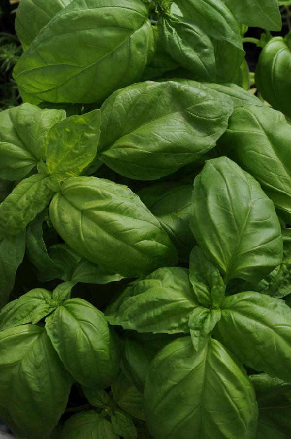 Burpee Herbs