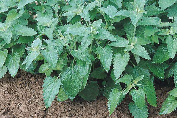 Burpee Herbs