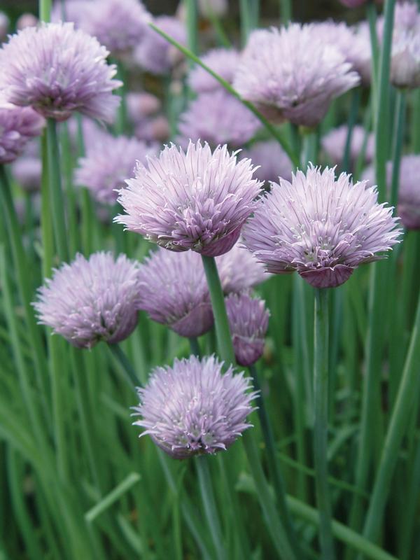 Burpee Herbs