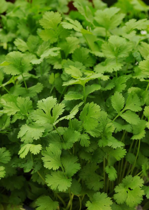 Burpee Herbs