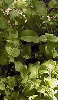 Burpee Herbs