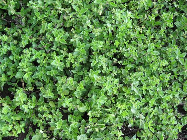Burpee Herbs