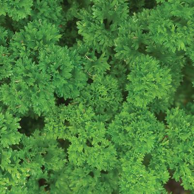 Herb Parsley 'Triple Curled'