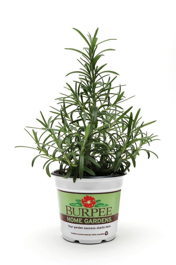 Burpee Herbs