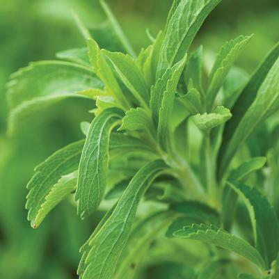 Herb Stevia 'Sweet Leaf'