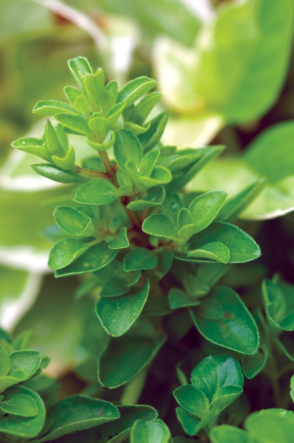 Herb Weezie's Marjoram 'Sweet'