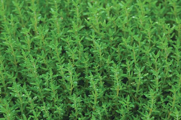 Burpee Herbs