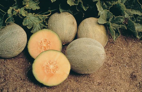 Burpee Melon