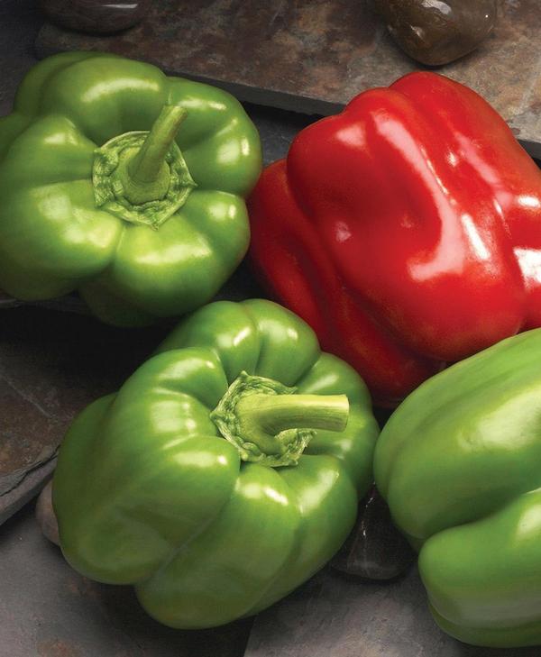 Burpee Peppers