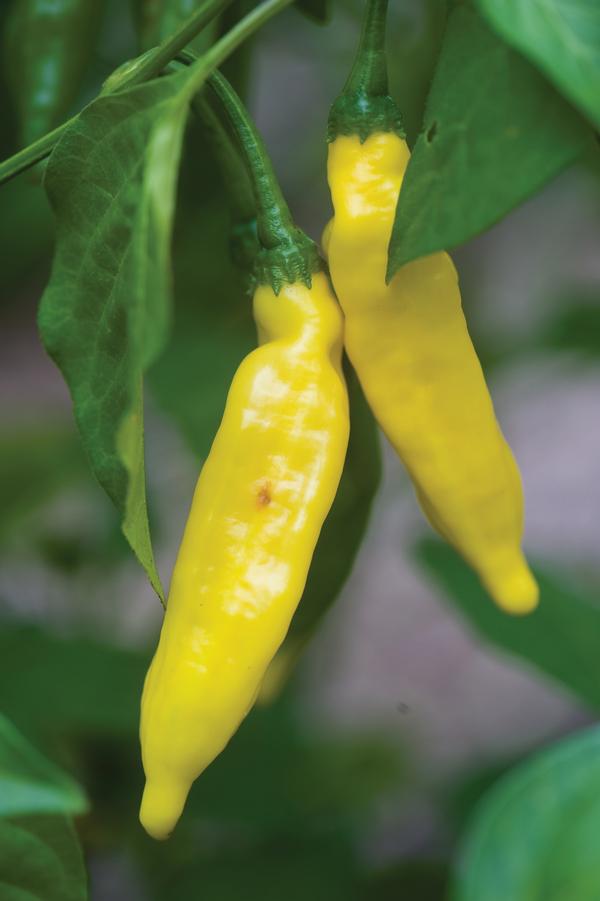 Burpee Peppers