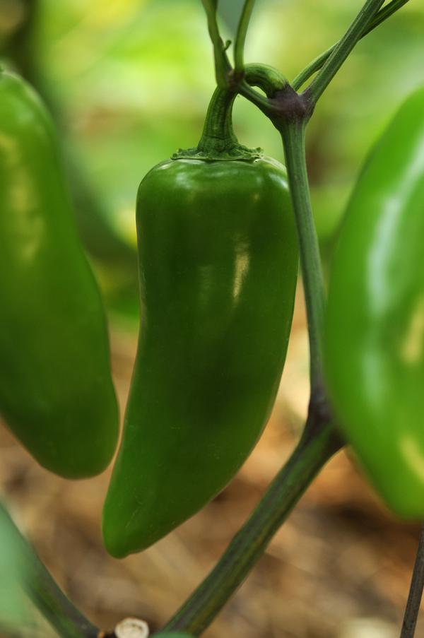 Burpee Peppers