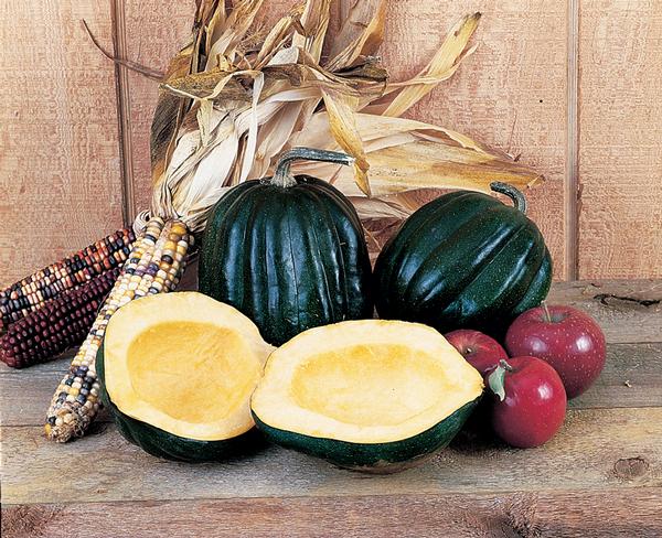 Burpee Squash