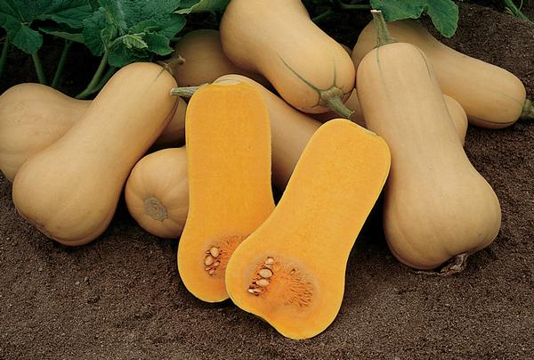 Burpee Squash