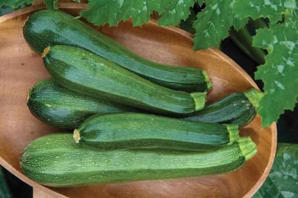 Burpee Squash