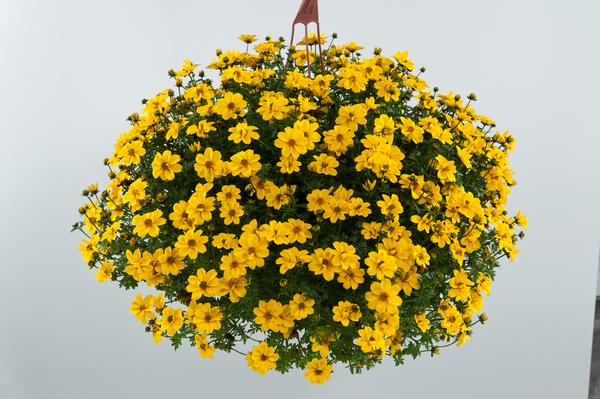 Bidens ferulifolia
