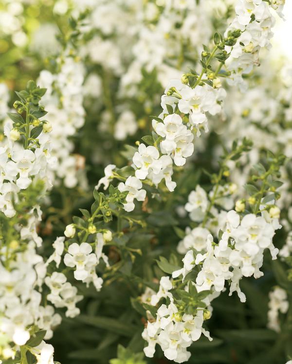 Angelonia angustifolia 'Angelface White'