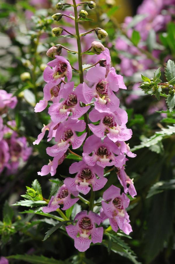 Angelonia angustifolia 'Archangel Pink'