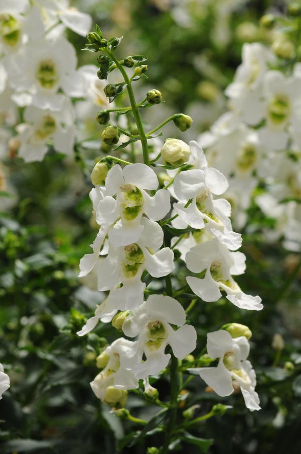 Angelonia angustifolia 'Archangel White'