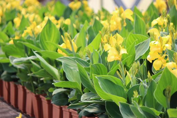 Canna generalis 'Cannova Yellow'