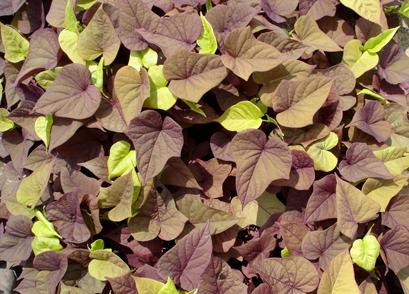 Ipomoea batatas 'Sweet Caroline Sweet Heart Red'