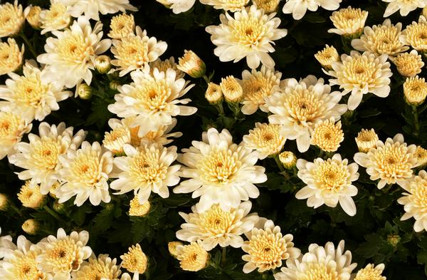 Mum chrysanthemum x morifolium 'Makenzie White'
