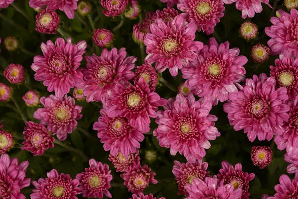 Mum chrysanthemum x morifolium 'Chelsey Pink'