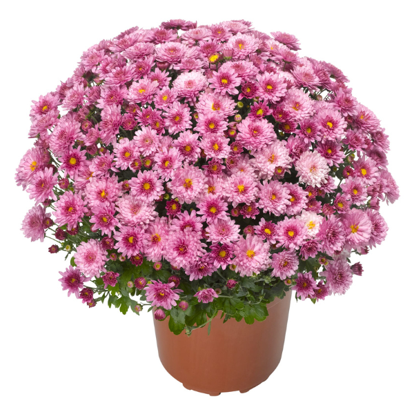 Mum chrysanthemum x morifolium 'Chelsey Pink'