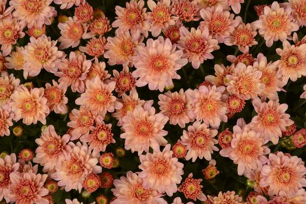 Mum chrysanthemum x morifolium 'Chelsey Coral'