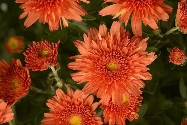 Mum chrysanthemum x morifolium 'Makenna Orange'