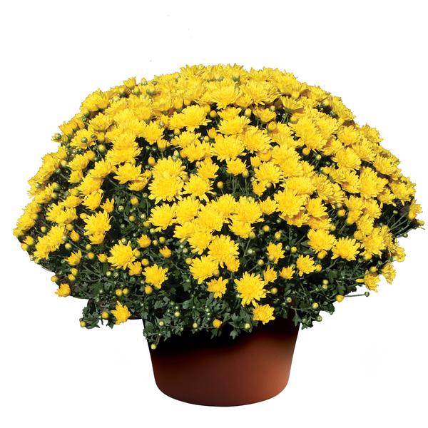Mum chrysanthemum x morifolium 'Brittany Yellow'