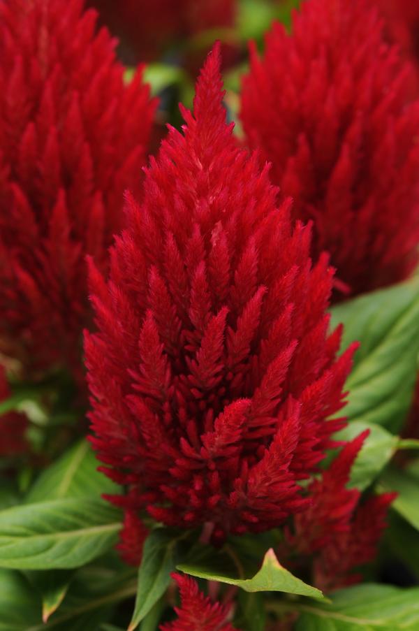Celosia plumosa 'First Flame Red'